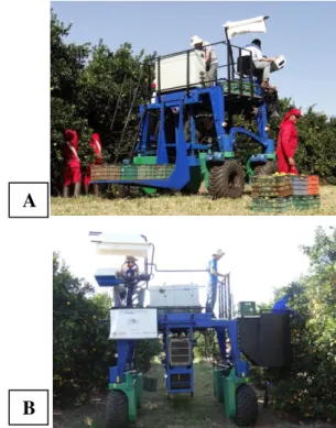 FIGURE 6.  Harvesting with the mobile plat form. (A)  Pic kers behind machine (3 p icke rs on ground, 1 on the top  and 1 driver)