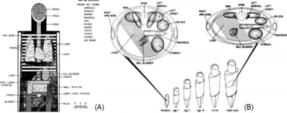Figura 4.3: Fantoma estilizados baseados em equações quádricas (A) Vista anterior interna da  cabeça  e  tronco  do  Fantoma  Fisher-Snyder  e  (B)  Fantomas  desenvolvidos  por  Cristy  e  Eckerman