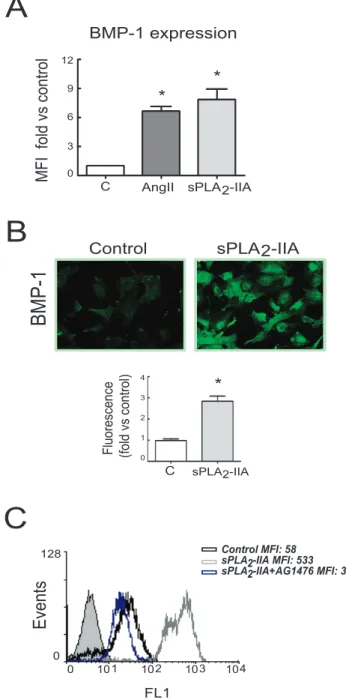 Figure 7. sPLA 2 -IIA induces BMP-1 expression in cardiac fibroblast (CFs) via EGFR transactivation.