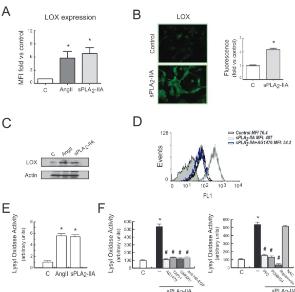 Figure 8. sPLA 2 -IIA induces LOX expression in cardiac fibroblast (CFs) via EGFR transactivation.
