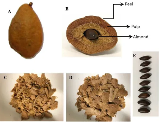 Figure 1. Baru fruit components: A) whole fruit; B) fruit with sectioned parts; C) baru pulp; D) baru peel; E) different sizes of the baru almond  (with skin).