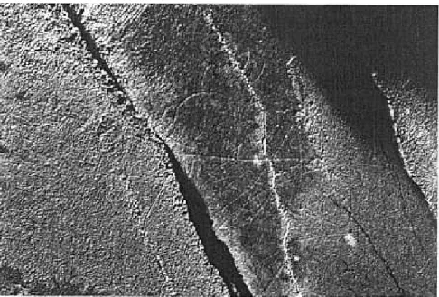 Fig. 14.8.  D~tail of one of the fine-line incised anthropomorphic  motifs  present on Ribeira de Piscos's Rock 24