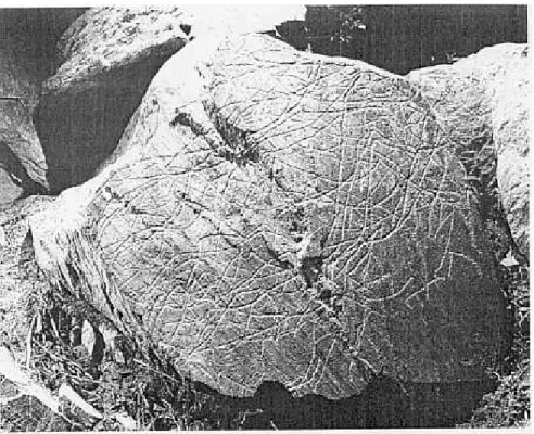 Fig.  14.1.  Quinta  da barca's  Rock  1, a1so known  as lhe  'spaghetti  !ock'