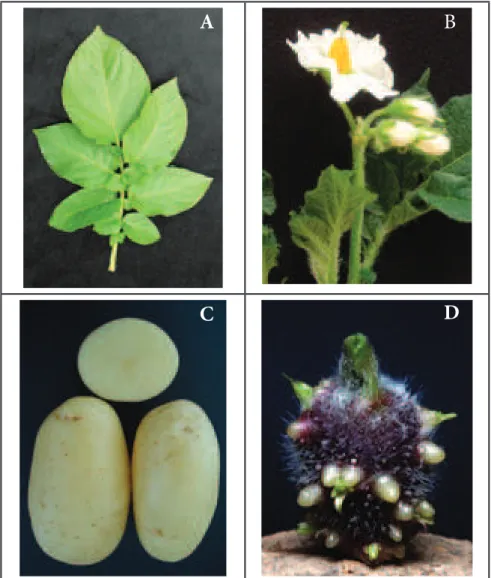 Figure 2. Morphological characteristics of the cultivar BRS F63 (Camila); A) compound leaf,  B) inflorescence, C) tubers, and D) sprout