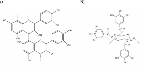 Figura  14  -  Representação  de parte  da estrutura química de taninos  condensados,  A),  e  de  taninos hidrolisáveis, B).
