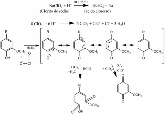 Figura 24 -  Degradação oxidativa das unidades fenólicas da lignina com dióxido de cloro.