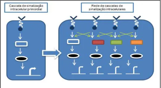 Figura 7. Complexificação e interacção das vias de sinalização  intracelulares nos Vertebrados no decurso do processo natural 