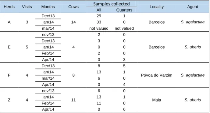 Table VII- Grid showing the selected cows for this study. 
