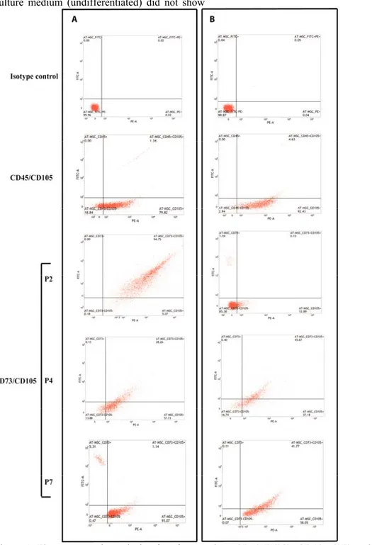 Figure 1. Flow cytometric analysis of surface markers CD73 FITC), CD105 (PE) and CD45 (FITC) in  mice omentum A) and epididymis B) derived AT-MSCs at cell passage 2 (P2), 4 (P4) and 7 (P7)