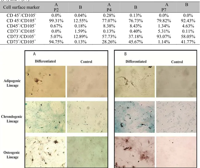 Table  2.  Flow  cytometric  analysis  of  MSC  markers  CD73  and  CD105,  and  hematopoietic  marker   CD45 expression in mice omentum (A) and epididymis (B) derived AT-MSCs at cell passage 2 (P2), 4  (P4) and 7 (P7) 