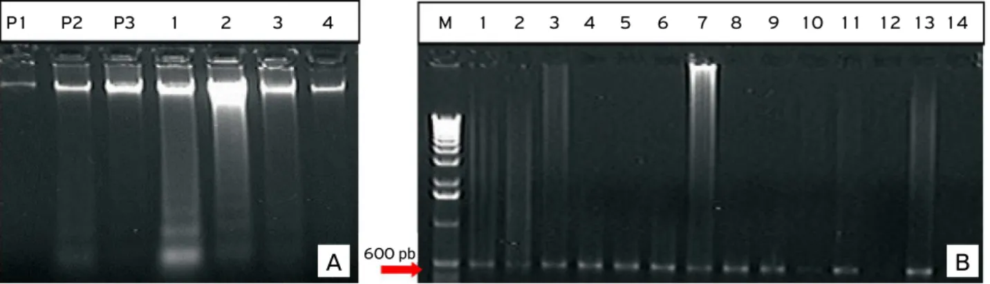 Figure 1. Where A: DNA quantification on 0.8% agarose gel; P1 Lambda marker, 25 ng/mL; P2
