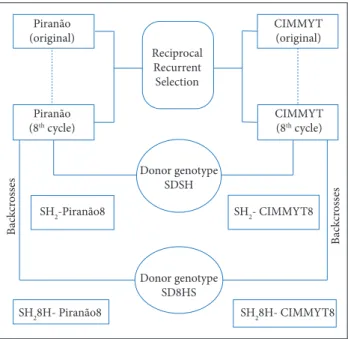 Figure 1. Scheme for obtaining populations SH2-CIMMYT8,  SH2-8HS-CIMMYT8, SH2-Piranão8, and SH2-8HS-Piranão8, through  eight cycles of reciprocal recurrent selection and backcrossing with  the SDSH and SH8HS super-sweet corn genotypes.