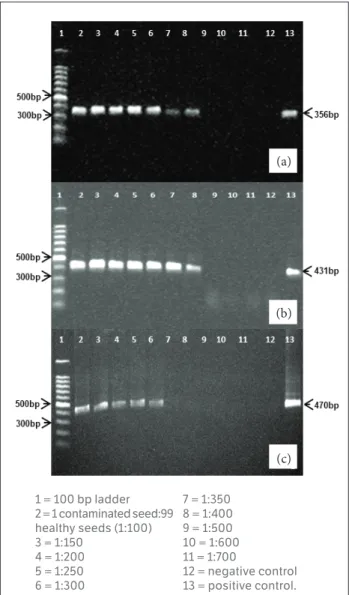 Figure 1. IC-RT-PCR detection of: (a) Tobacco mosaic virus (TMV); 