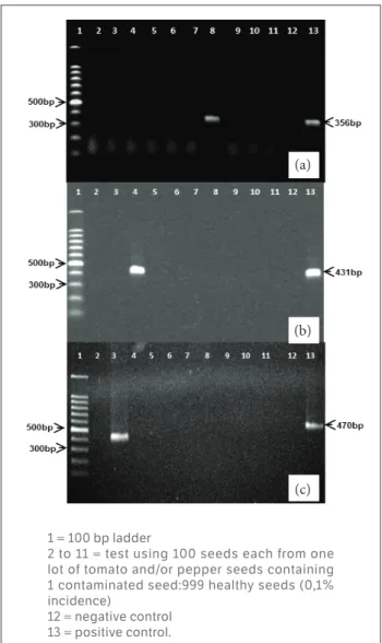 Figure 2. IC-RT-PCR detection of (a) Tobacco mosaic virus (TMV); 