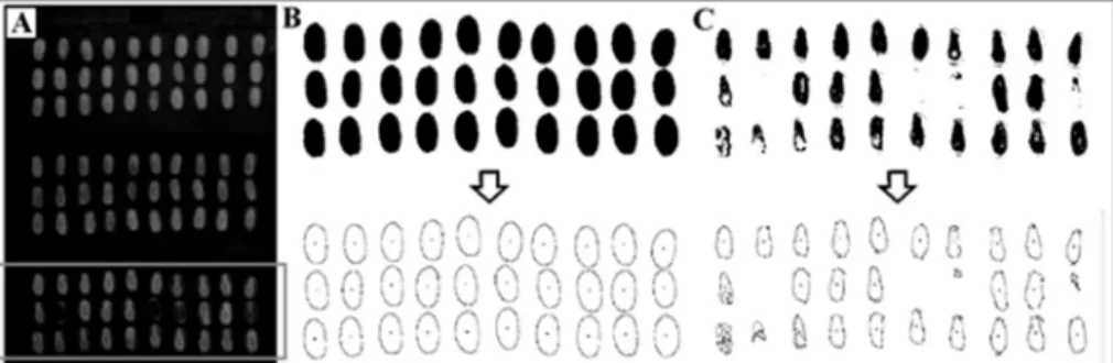 Figure 1. Sequence indicating the steps used in processing and digital analysis of the Jatropha curcas seeds X-ray images by ImageJ  program