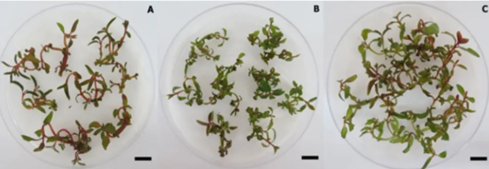 Figure 2 . Visual aspect of shoots cultivated for 19 days in TIB ®  using the media A) WPM; B) JADS; C) modified MS 3:1 (NO 3 - ):(NH 4 + )