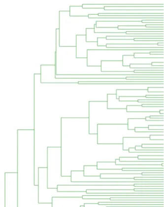 Figure 3. Genotype graph constructed from SRAPs of three clusters. Bars represent the varieties of each cluster
