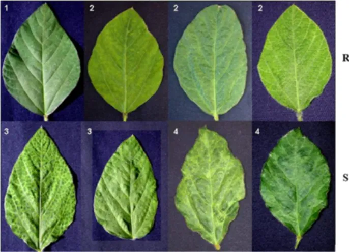 Figure 1.  Scale for evaluation of the symptoms of soybean stem  necrosis (SSN) under greenhouse conditions.