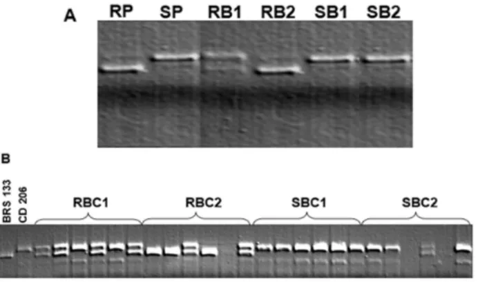 Figure 2. A) Bulk Segregant Analysis (BSA) with the marker  Sat_308. RP: resistant parent (BRS 133); SP: susceptible parent  (CD 206); RB1 and RB2: resistant bulks; SB1 and SB2: suscepti  -ble bulks