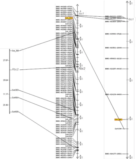 Figure 3. Mapping of the Rbc2 gene for resistance to soybean stem necrosis (SSN) on soybean chromosome 18, and comparison  with the position of the rbc1 gene on the map