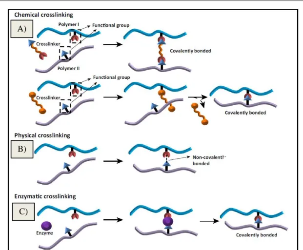 Figure  14  –  Illustration  of  crosslinking  methods  applied  in  biopolymers  electrospun  fibers