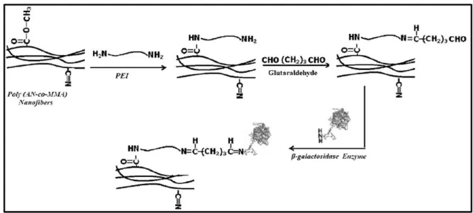 Figure  19  –  Illustration  of  the  process  treatment  of  electrospun  fibers.  Modification  of  the  matrix  surface with addition of spacer-arms (PEI), with posterior treatment with glutaraldehyde to introduce  functional groups for covalent boundin