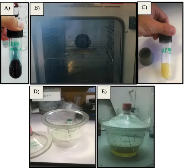 Figure  23  –  Crosslinking  approaches.  A)  Genipin  spinning  solution,  prepared  overnight,  with  a  characteristic  blue  coloration