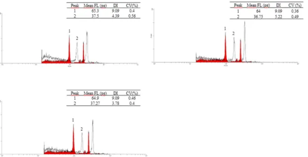 Figure 4.  Histograms of ploidy level observed in flow cytometry, evaluated after chromosome duplication of maize plants in 2012/2013.