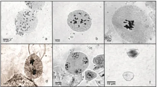 Figure 1.  Aspects of the microsporogenesis of  Tropaeolum pentaphyllum  Lam.: a) Prophase II with 28 chromosomes; b) diakinesis  with bivalent and tetravalent associations (arrow); c) metaphase with precocious chromosome migration to the pole; d) anaphase