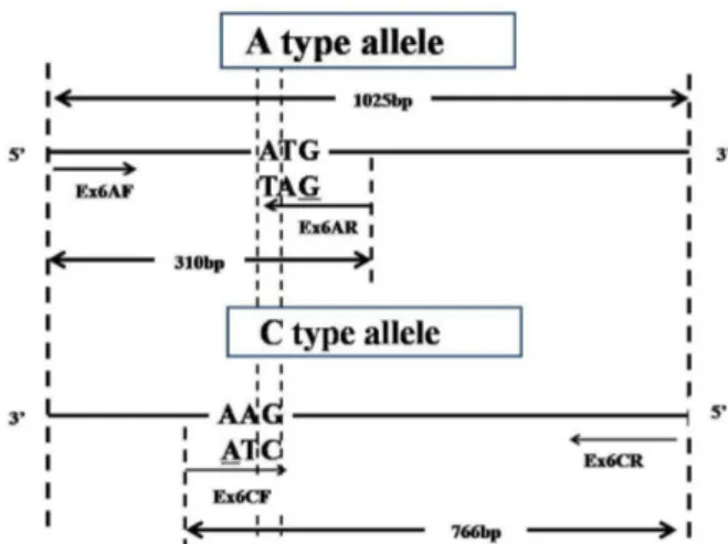 Figure 1.  Schematic representation of SNP typing method for rice  WxEx6 based on PCR with confronting two-pair primers  (PCR-CTPP)