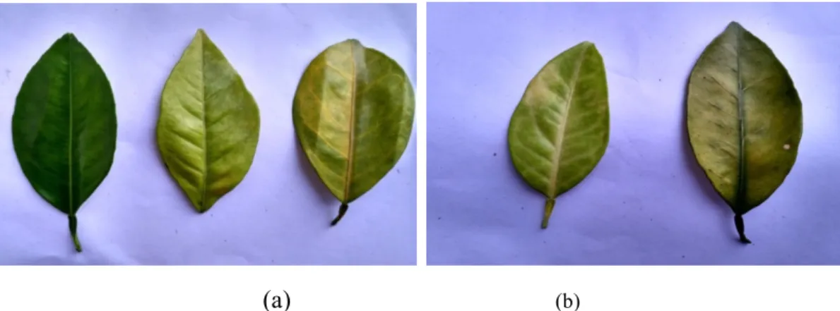 FIGURE 2. Leaves: (a) normal new leaves (left), lack of prime (middle), sick (right). (b): missing (left), sick (right)