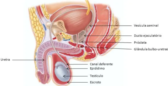 Figura 1. Anatomia do aparelho reprodutor masculino. Adaptado de Seeley et al., 2011 