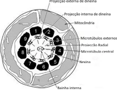 Figura 6. Axonema espermático. Adaptado de Shetty et al., 2007. 
