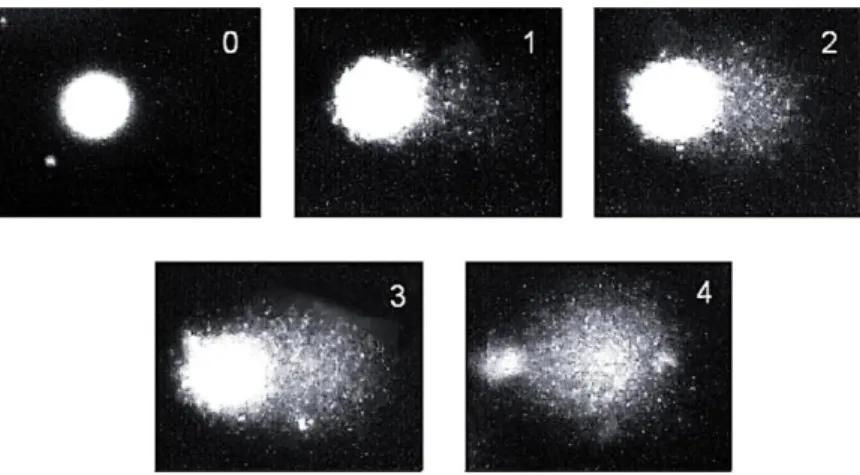 Figura 7. Classificação do ensaio de cometa por padrão visual. Adaptado de Collins, A
