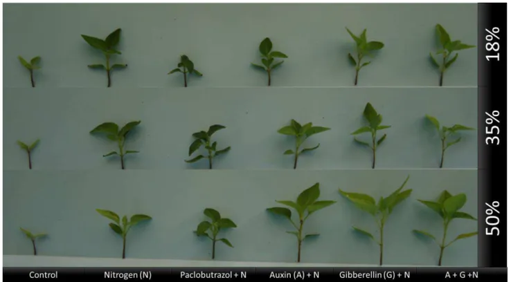 FIGURE  1.  Pepper  seedlings  in  formation  subjected  to  different  chemical  agents’  applications  in  the  three  growing  environments