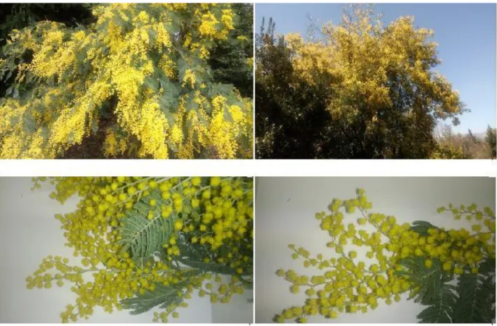 Figura 1. Flores de Acacia dealbata  Fonte: Autor (2019) 