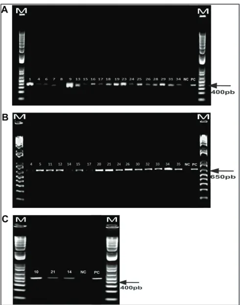 Figure 2. Specific amplification by PCR from DNA of Meloidogyne spp. associated with  vegetables crops:  (A)  inc-K14-F/inc-K14-R,  (B)  Fjav/Rjav and  (C)  FhN/RhN