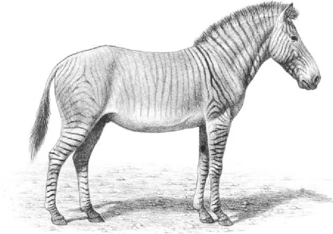 Figure 2: Reconstructed life appearance of the Equid (Source: Agusti and Anton, 2002)