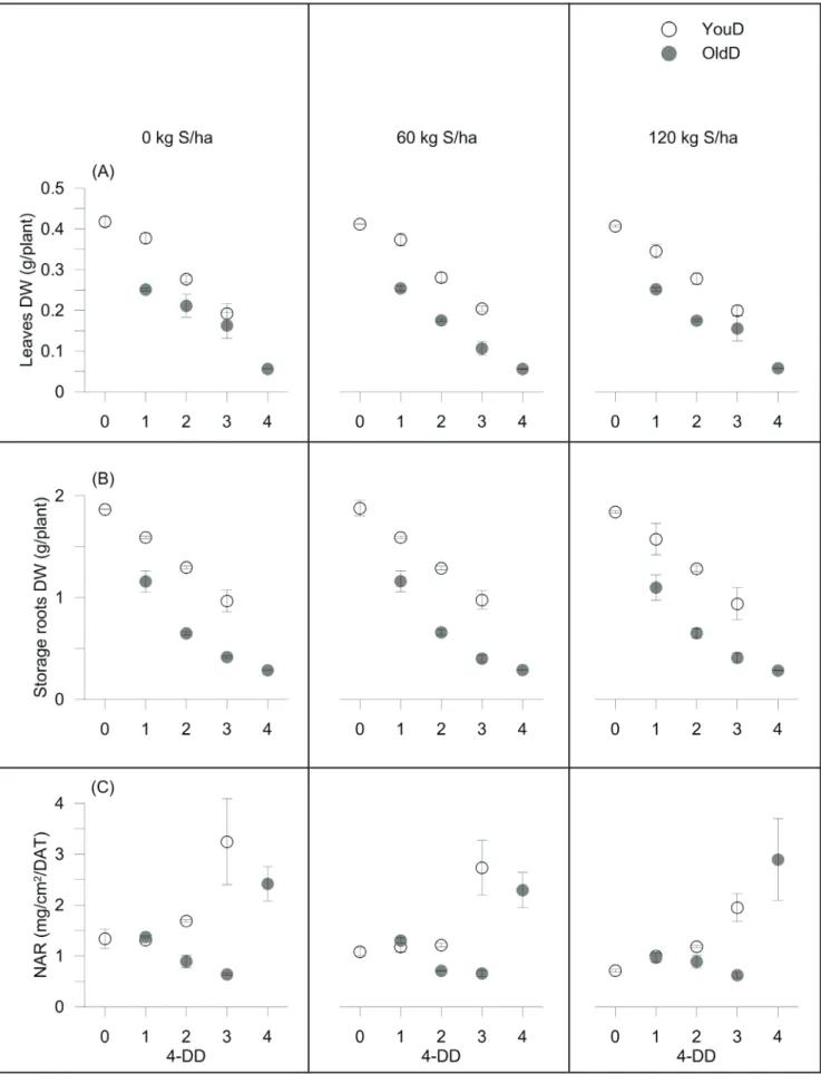 Figure 2. (A), leaves dry weight (g plant -1  DW), (B), storage roots dry weight (g plant -1  DW) and (C), net assimilation rate (NAR, mg cm -2  DAT -1 ), as recorded for radish plants subjected to 0, 1, 2, 3 and 4 periods of scalar defoliation (4-DD) (as 