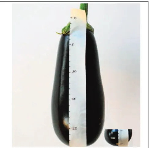 Figure 6. Assessment to determine the maturity of eggplant fruits using masking tape. 