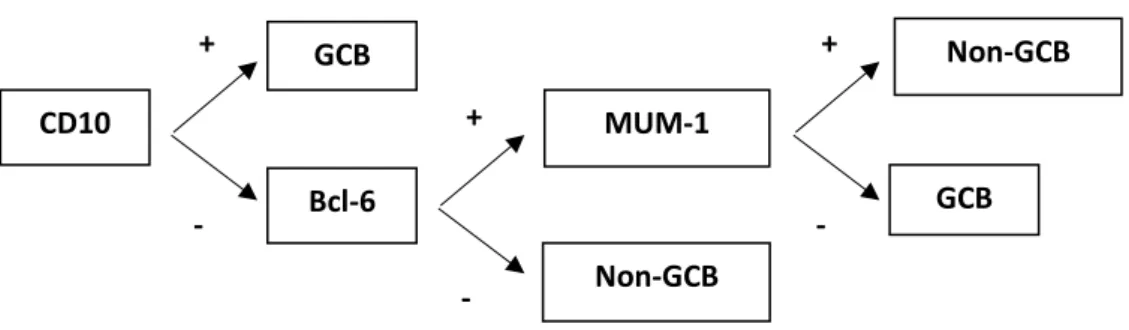 Figure 4 – Hans algorithm based on the immunohistochemical analysis of three markers  (CD10, Mum1 and bcl6)