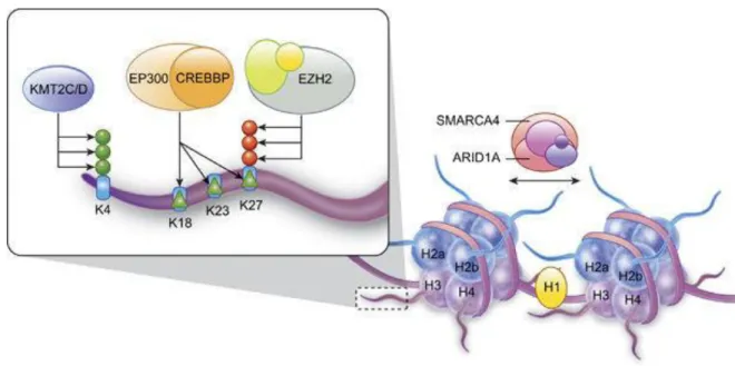 Figure 7 -Function of chromatin modifying and organizing genes. DNA is wrapped around histone octamers to  form a nucleosome
