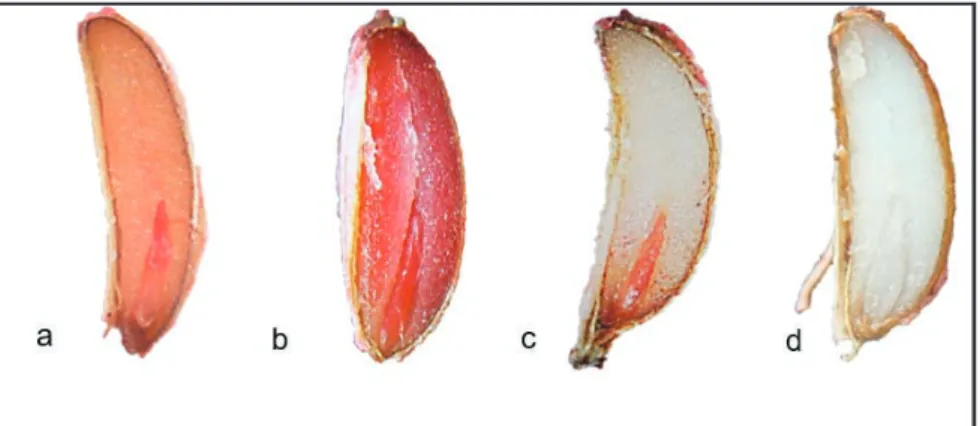 Figure 2. Staining observed in carrot seeds after the exposure to tetrazolium solution: pink  (a), red (b), only pink embryo (c) and uncolored (d)