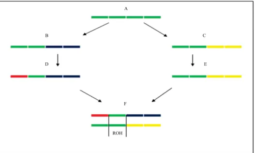 Figura 1. Representação da formação de corridas em homozigose (ROHs). O indivíduo F apresenta uma ROH (em verde)  formada pelo pareamento de trechos em homozigosidade do cromossomo homólogo de um ancestral comum A.