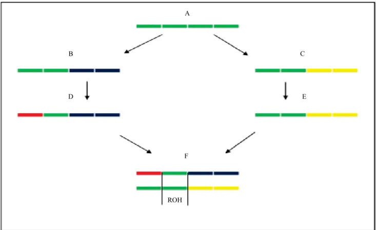 Figure 1.  Representation of the formation of runs of homozygosity (ROHs). Individual F presents a ROH (in green) formed  by the pairing of stretches in homozygosis of the homologous chromosome of a common ancestor A.
