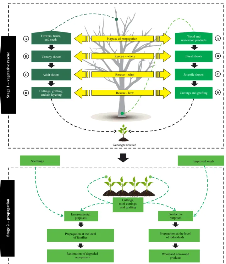 Figure 1. Schematic sequence of the vegetative rescue of adult plants and mass propagation of native species: A, final  objectives of vegetative rescue; B, origin of propagules; C, type of propagules; and D, recommended technique.