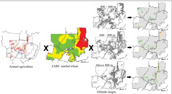 Figure 3. Cross-referencing of the information layers annual agriculture with favorable areas for rainfed wheat (Triticum  aestivum), agricultural zoning for climatic risk (ZARC) in 2016/2017, and altitude