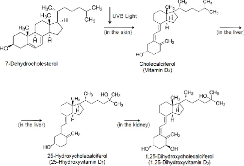 Figure 1.1 Scheme of vitamin D 3  production in the skin and further transformation into the endogenous  hormone 1,25-dihydrocholecalciferol