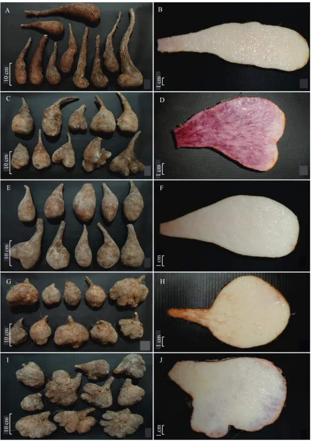Figure 4. Tubers from one pit and one cut tuber for each landrace of Diocorea trifida: “macaxeira” (A, B), “mão-de-onça” 