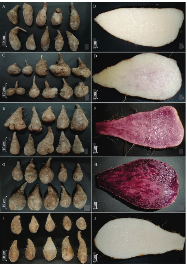 Figure 3. Tubers from one pit and one cut tuber for each landrace of Diocorea  trifida: “branco-comprido” (A, B), 
